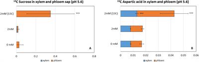 Root-based inorganic carbon uptake increases the growth of Arabidopsis thaliana and changes transporter expression and nitrogen and sulfur metabolism